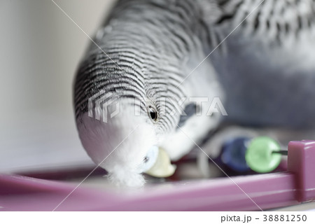 動物 動物学 可愛い動物 38881250