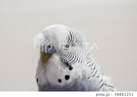 動物 動物学 可愛い動物 38881251