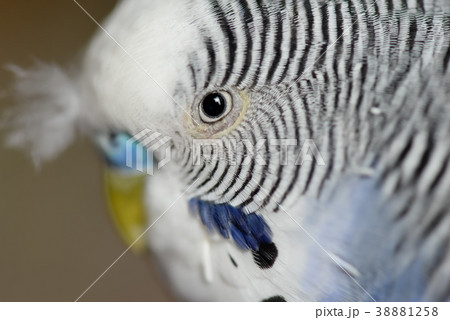 動物 動物学 可愛い動物 38881258