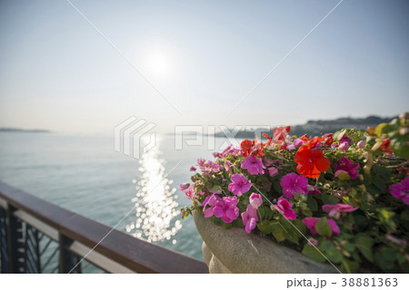 海岸沿いの花壇 海岸沿いの花壇 38881363