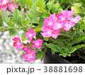 Pink flowers in the garden 38881698