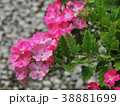 Pink flowers in the garden 38881699