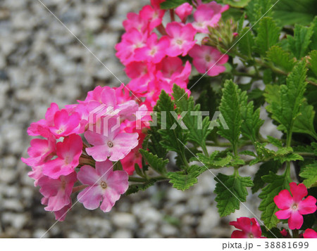 Pink flowers in the garden Pink flowers in the garden 38881699