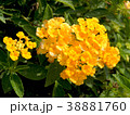 Yellow flowers in the garden 38881760