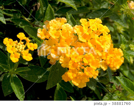 Yellow flowers in the garden Yellow flowers in the garden 38881760