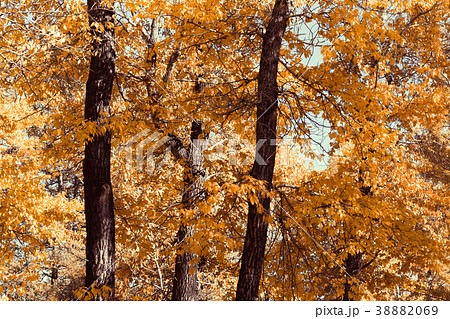 Poplar grove. Forest of trees with yellow leaves 38882069