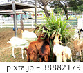 Goats in the farm are eating grass. 38882179