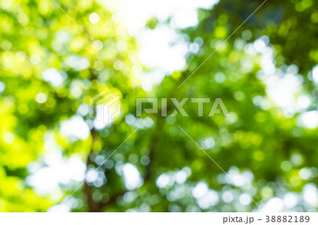 Blurred flora green leaf background 38882189