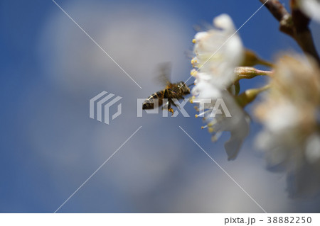ミツバチとサクランボの花 ミツバチとサクランボの花 38882250