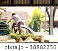 Sheep eating grass in the farm 38882256
