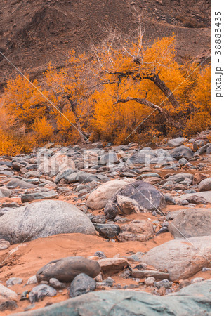 Dried up riverbed with stones and poplars  38883435