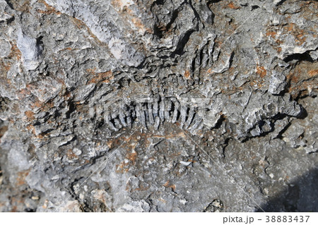 高那崎 高那崎 38883437