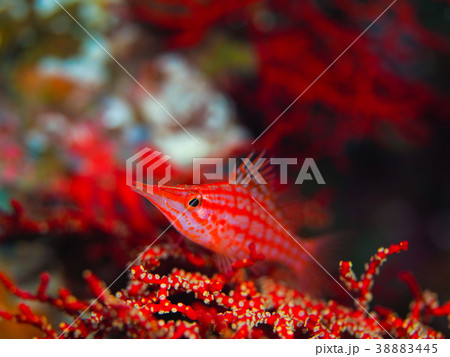 クダゴンベ 38883445