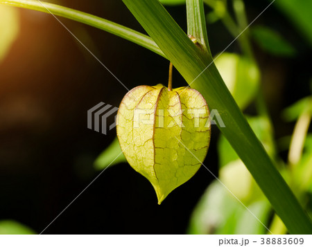 Hogweed or Ground Cherry. 38883609