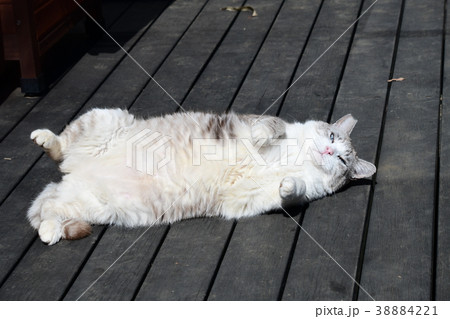 寝転んで、ぼぉっとしているぽっちゃり猫さん。瞳は空の色。地域猫 38884221