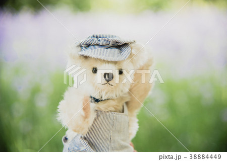 Vibrant outdoor photo teddy bear sitting on yard Vibrant outdoor photo teddy bear sitting on yard 38884449