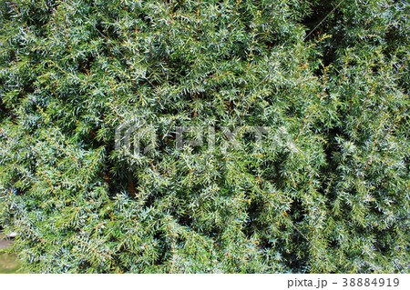 common juniper (Juniperus communis) background 38884919