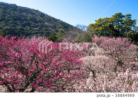 梅林　栗林公園(香川県)北梅林 38884969