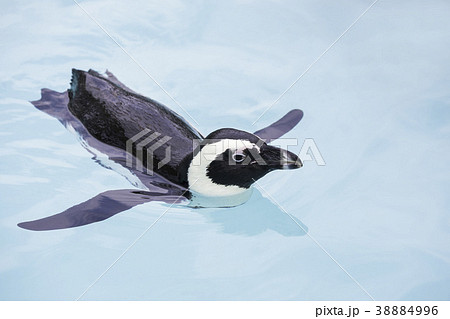 気持ちよさそうに泳ぐケープペンギンの写真素材