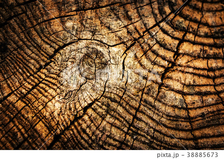 Detail of an old wooden stump 38885673