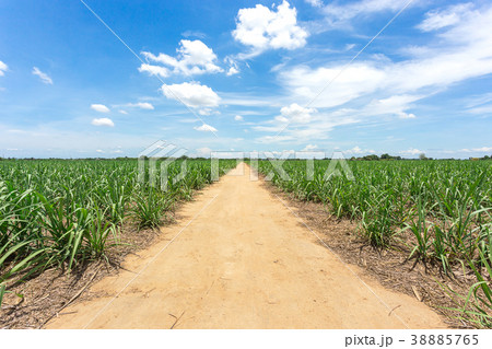 dirt road go into the farm between sugarcane farm 38885765