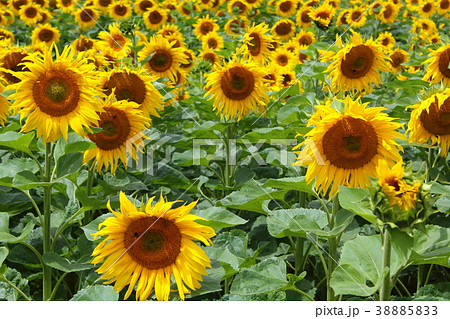 field with common sunflowers (Helianthus annuus) field with common sunflowers (Helianthus annuus) 38885833