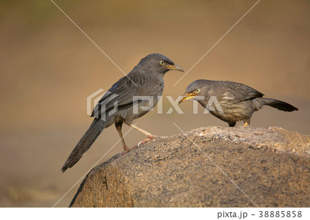 Jungle Babbler, Turdoides striatus , Karnataka 38885858
