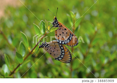 Monarch butterflies Mating pair Monarch butterflies Mating pair 38885909