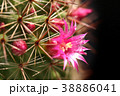 Cactus blooms colorful pink flowers. 38886041