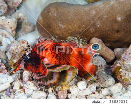 ヒレボシミノカサゴ 38886051