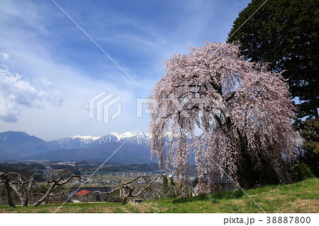 吉瀬のしだれ桜と残雪の中央アルプス 吉瀬のしだれ桜と残雪の中央アルプス 38887800