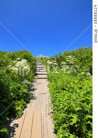 八島ヶ原湿原 38888124