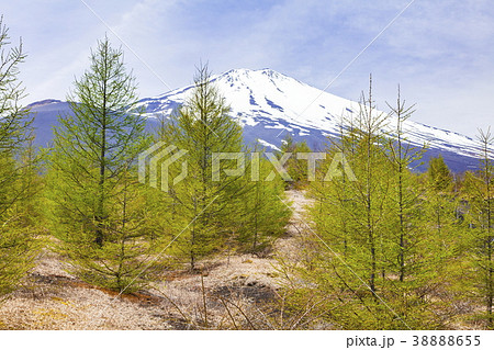 富士山、静岡県御殿場市御殿場口登山道にて 富士山、静岡県御殿場市御殿場口登山道にて 38888655