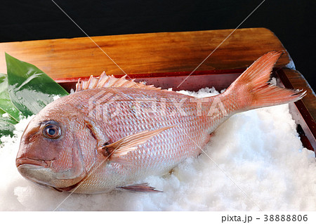 真鯛 38888806