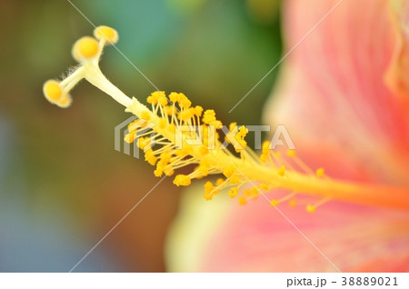 ハイビスカス 38889021