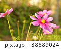 コスモス 38889024