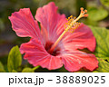 ハイビスカス 38889025