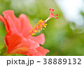 ハイビスカス 38889132