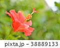 ハイビスカス 38889133