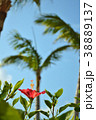 ハイビスカス 38889137