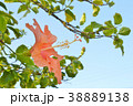 ハイビスカス 38889138