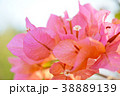 ブーゲンビリア 38889139