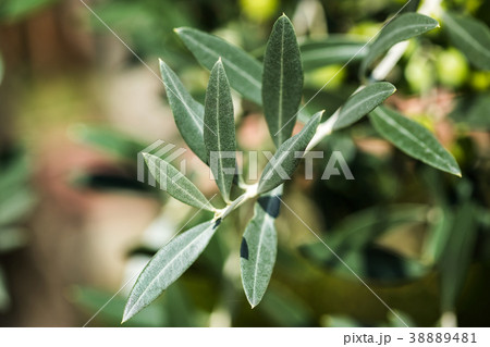 Olives on olive tree branch. Olive tree 38889481