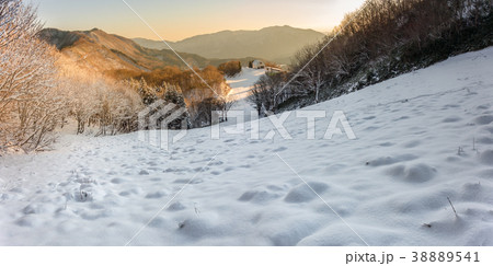 ハチ北スキー場、スカイロードコースの夜明け（兵庫県美方郡香美町）※作品コメント欄に撮影位置情報有り 38889541