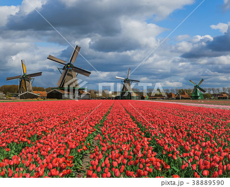Windmills and flowers in Netherlands 38889590