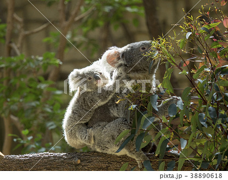 コアラ コアラ 38890618