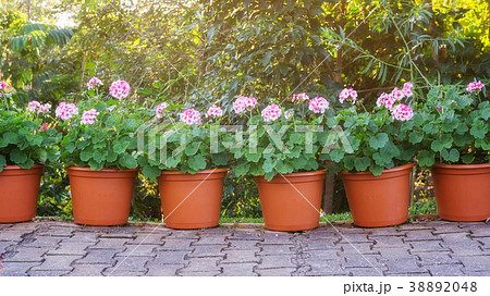 Pink Geranium flower in a garden. 38892048