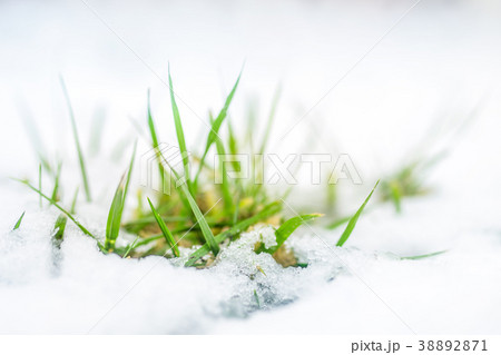 Close-up of green grass sprout through snow cover 38892871