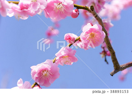 青空と垂れ梅１６ 38893153