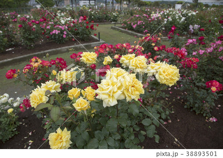 おもやい市民花壇 バラの花、 おもやい市民花壇 バラの花、 38893501